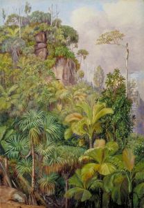 Palms, Capucin Trees, etc. on the Cliffs near Venn's Town, Mahe