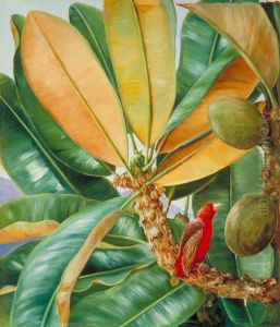 Foliage, Flowers and Fruit of the Capucin Tree of the Seychelles