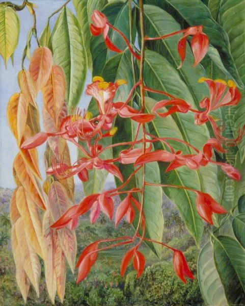 Foliage and Flowers of the Burmese Thaw-Ka or Soka, Painted at Singapore - view 1