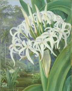 A Bornean Crinum by Marianne North