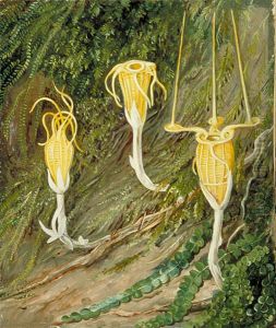 Singular Plants of the Dark Forests of Singapore and Borneo