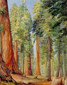 The Calaveras Grove of the Big Tree or Wellingtonia, in the Evening by Marianne North
