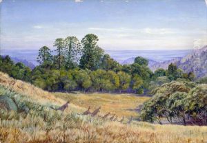 View in the Bunya-Bunya Forest, Queensland, and Kangaroos