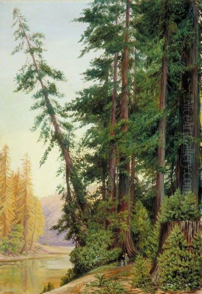 View in a Redwood Forest, California - view 1