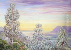 View from the Steps of Table Mountain through a Wood of Silver Trees