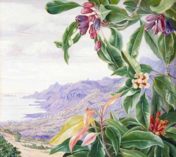 The Clove in Fruit and View over Mahe, Seychelles - view 1