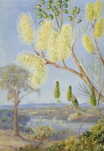 Branch of a Grevillea and a View on the Swan River, West Australia by Marianne North