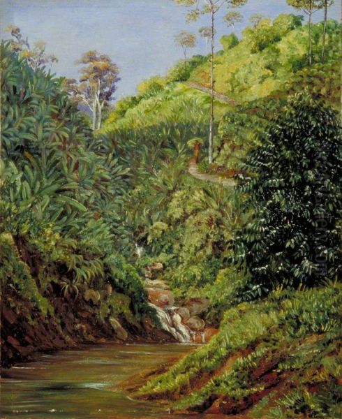 View near Garoet, Java, Wild Bananas and Coffee Bushes in Front - view 1