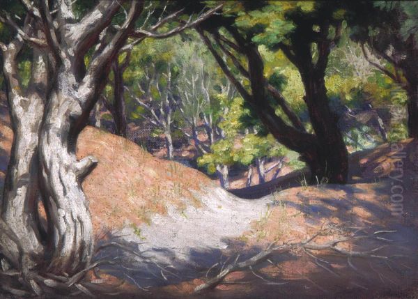 Pine Glade on Sand Dune at Otaki - view 1