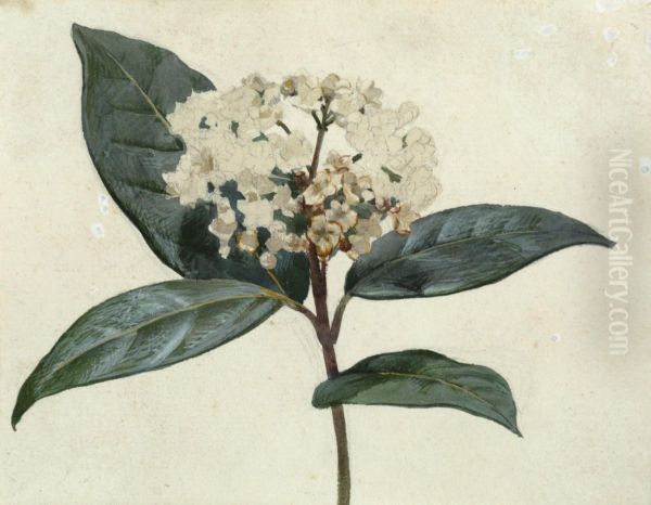 Untitled (Flower study) - view 1