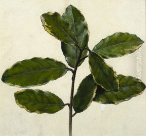 Untitled (Plant study) by Vivian Smith