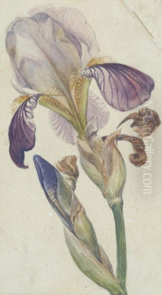 Untitled (Iris) - view 1