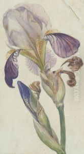 Untitled (Iris)