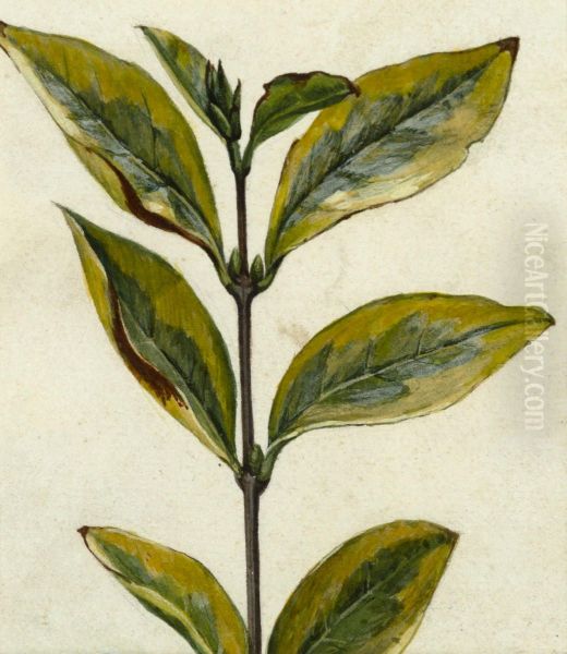 Untitled (Plant cutting) - view 1