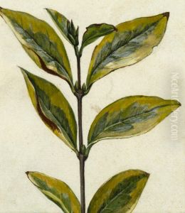 Untitled (Plant cutting) by Vivian Smith