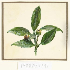 Untitled (Crab apples) by Vivian Smith