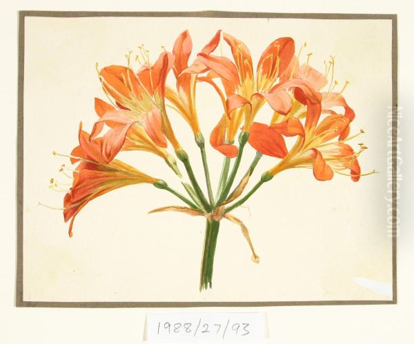 Untitled (Amaryllis) - view 1