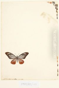 Untitled (Butterfly) by Vivian Smith