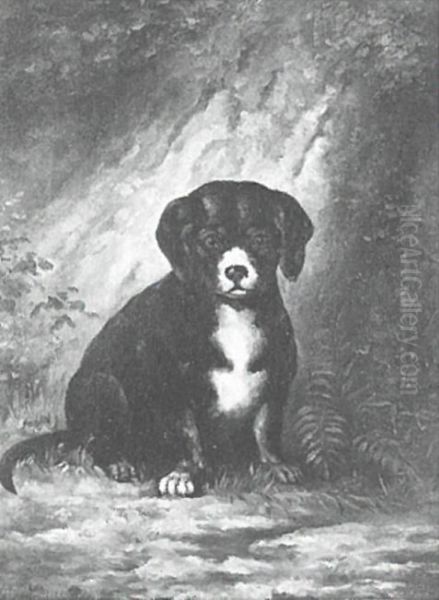 Puppy - view 1
