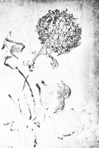 Chrysanthemum by Piet Mondrian