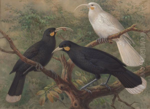 Three Huia (Heteralocha acutirostris) - view 1