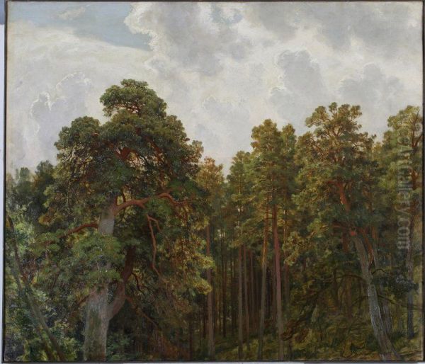 Tops of pines - view 1