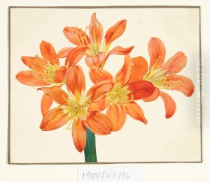 Untitled (Amaryllis)