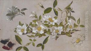 Branches of Cherokee Roses by Martin Johnson Heade