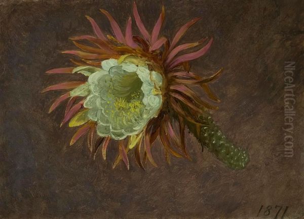 Study of a Night-Blooming Cereus - view 1