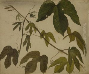 Study of Passion Flower Leaves