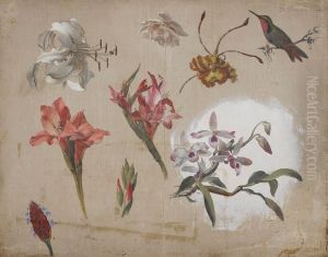 Study of Varied Flowers with a Hummingbird Study of Varied Flowers with a Hummingbird