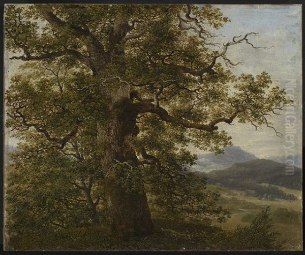 Eichbaum in Landschaft - view 1