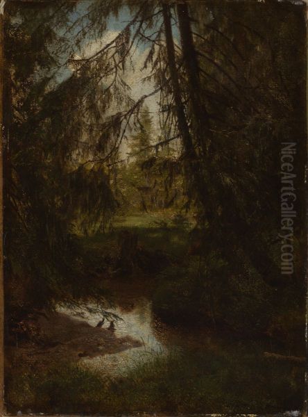 Tannen am Waldbach - view 1