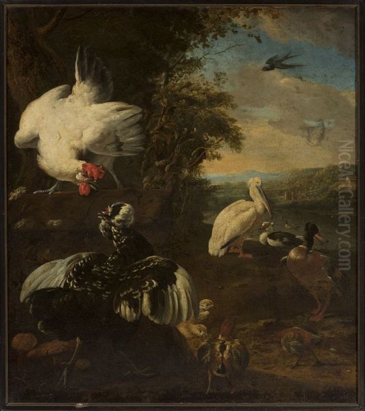 Domestic fowls - view 1