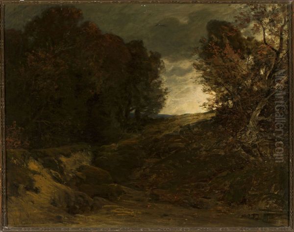 Forest landscape with a creek - view 1