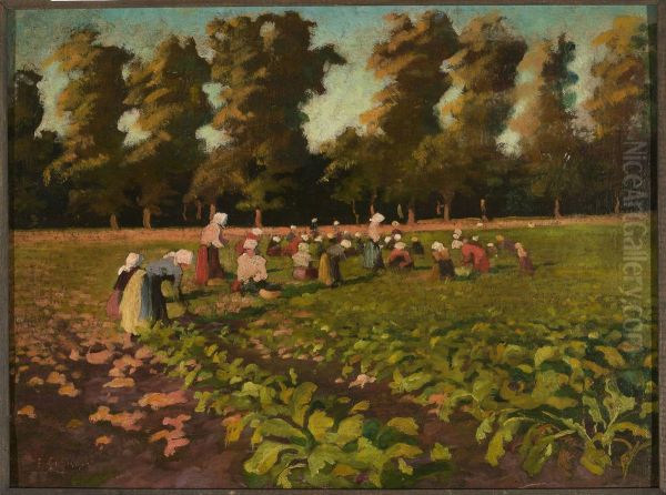 Harvesting beetroots - view 1