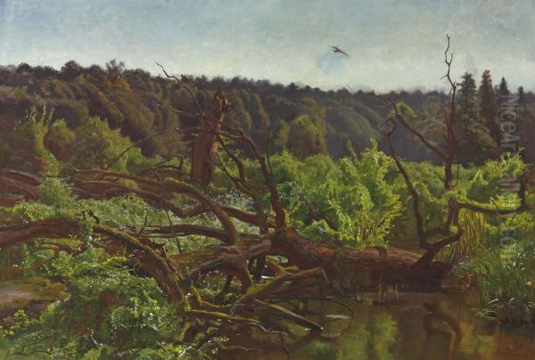 Deep forest - Windthrows - view 1
