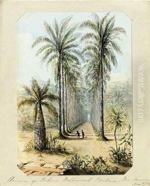 Avenue Of Palms Botanical Gardens - Rio De Janeiro - view 1
