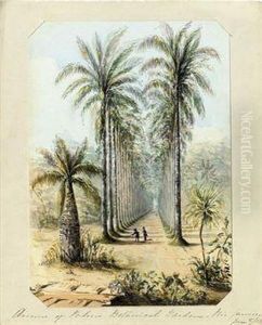 Avenue Of Palms Botanical Gardens - Rio De Janeiro by J.H. Butt