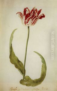 Early Brabantson Tulip by Judith Leyster