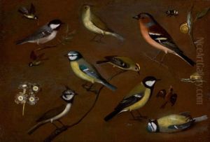 STILL LIFE OF BIRDS, INCLUDING A MARSH TIT, CHIFFCHAFF, CHAFFINCH, BLUE TITS, GOLDCREST, LAPWING AND A GREAT TIT by unknown