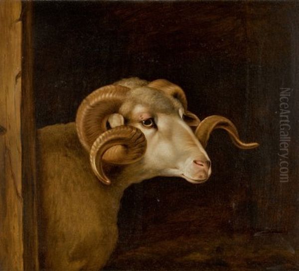 HEAD OF A WHITE FACED RAM, FACING RIGHT - view 1