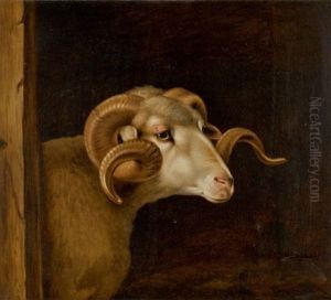 HEAD OF A WHITE FACED RAM, FACING RIGHT by unknown