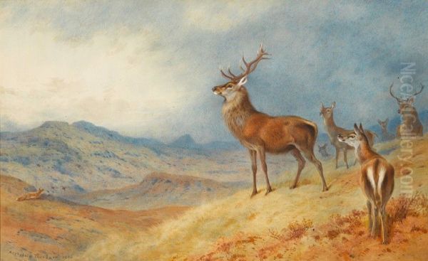 RED DEER IN A HIGHLAND LANDSCAPE - view 1