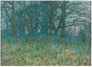 A forest clearing