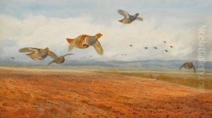 A Covey of Grey Partridge in Flight