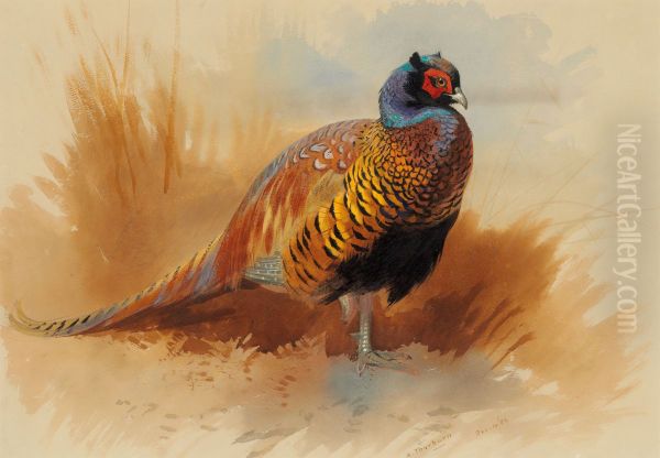 Study of a cock pheasant - view 1