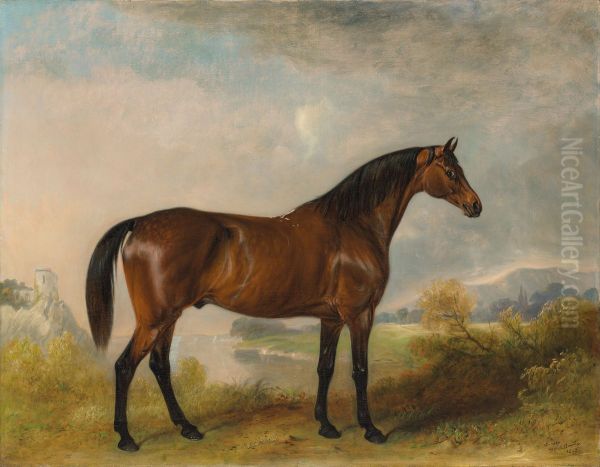 'Rodolph', a bay hunter, in an extensive landscape - view 1
