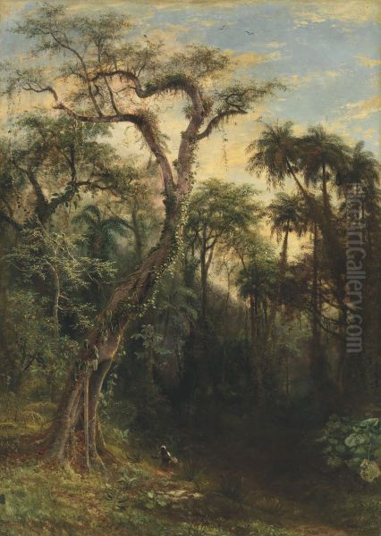 The Cuban Rainforest - view 1