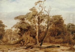 Australian Landscape